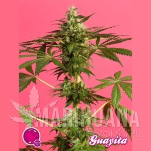 Guayita - PHILOSOPHER SEEDS