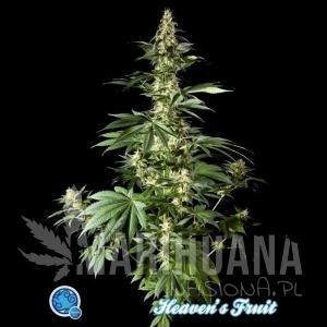 Heaven's Fruit - PHILOSOPHER SEEDS