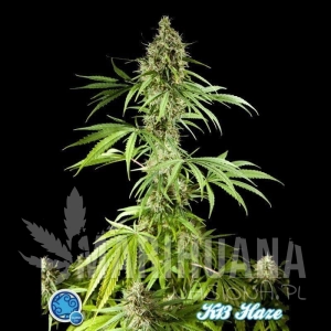 K-13 Haze - PHILOSOPHER SEEDS