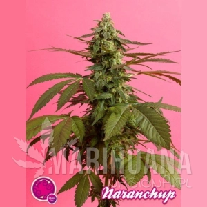 Narachup - PHILOSOPHER SEEDS