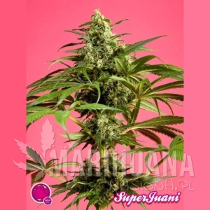 SugarJuani - PHILOSOPHER SEEDS