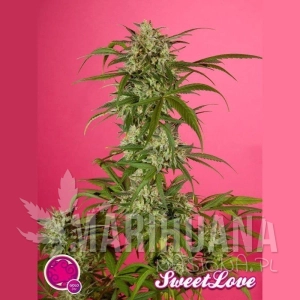SweetLove - PHILOSOPHER SEEDS