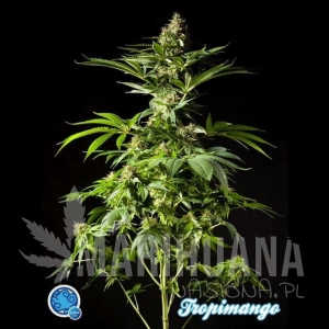 Tropimango - PHILOSOPHER SEEDS