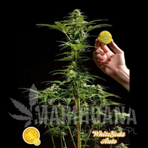 White Yoda Auto - PHILOSOPHER SEEDS