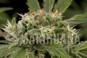 Strawberry Amnesia - DINAFEM