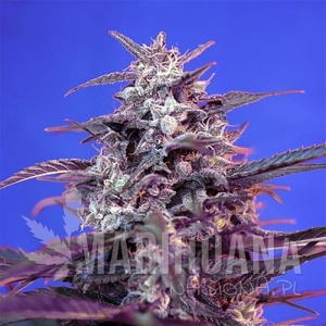 Bloody Skunk Auto - SWEET SEEDS