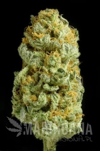 Critical Cheese - DINAFEM