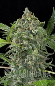 White Cheese Auto - DINAFEM