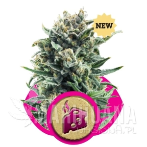 Blue Cheese - ROYAL QUEEN SEEDS