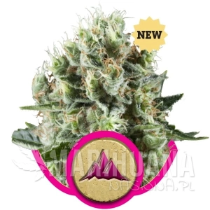 Critical Kush - ROYAL QUEEN SEEDS