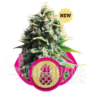 Pineapple Kush - ROYAL QUEEN SEEDS