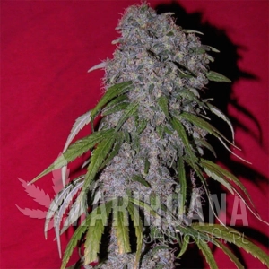 SexBud - FEMALE SEEDS