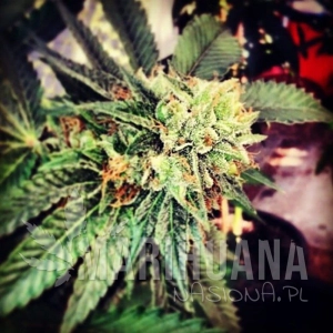 Berry OG Kush - 710 GENETICS