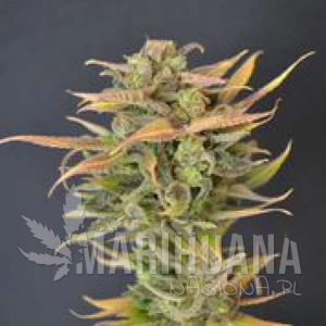 High Priority - 710 GENETICS 