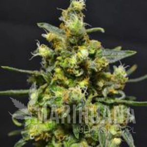 Shellshock - 710 GENETICS