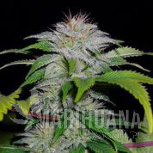 White Candy - 710 GENETICS