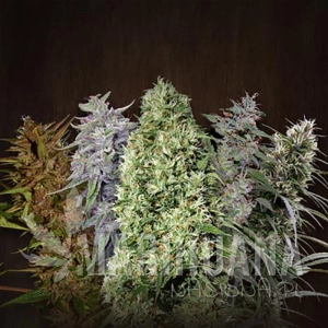 Ace Mix - ACE SEEDS