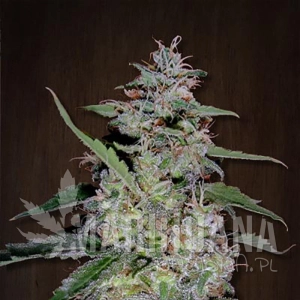 China Yunnan - ACE SEEDS