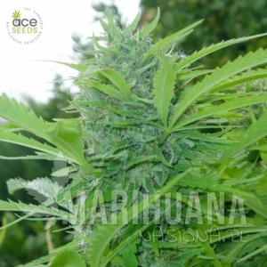 Tikal - ACE SEEDS