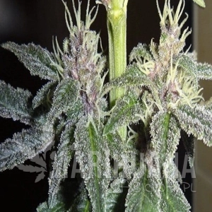 Violeta - ACE SEEDS