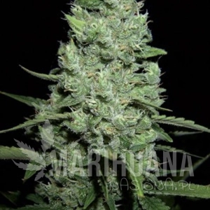 AK-47 Automatic - AMARANTA SEEDS