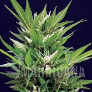 Amarant Automatic - AMARANTA SEEDS