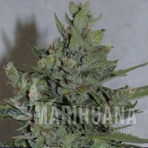 Amarant Dwarf - AMARANTA SEEDS