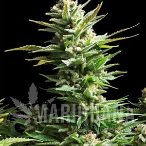 Amnesia Haze - AMARANTA SEEDS