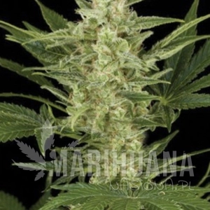 Birrie Jack Auto - AMARANTA SEEDS