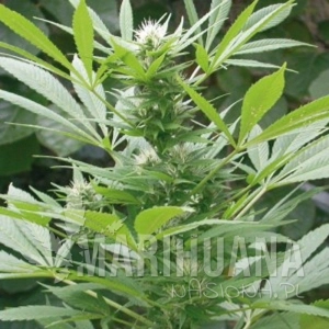 Easy Bud - AMARANTA SEEDS