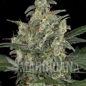 G-Power Cheese Automatic - AMARANTA SEEDS