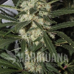 Northern Light - AMARANTA SEEDS