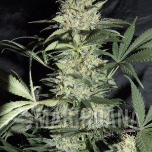 Silver Haze - AMARANTA SEEDS