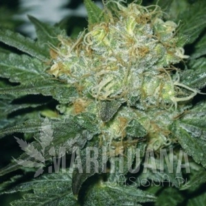 Tugy D Diesel - AMARANTA SEEDS