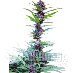 Deluxe Mix - CANNABIOGEN