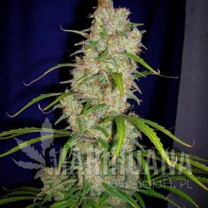 Destroyer - CANNABIOGEN