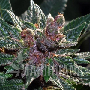 Pakistan Chitral Kush - CANNABIOGEN