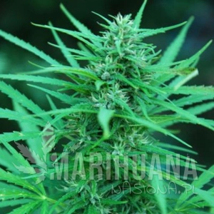 Panama - CANNABIOGEN