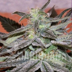 Panama D.C. - CANNABIOGEN