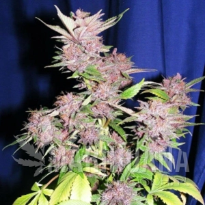 Sandstorm - CANNABIOGEN