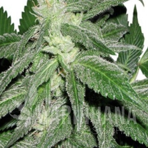 Taskenti - CANNABIOGEN