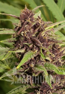 Frisian Dew