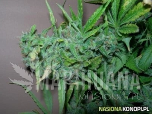 Maroc x Guerilla Grape