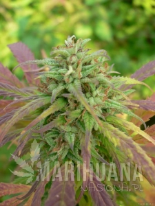 Durban Poison x Guerilla Grape