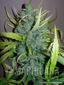 Grapefruit x Guerilla Grape