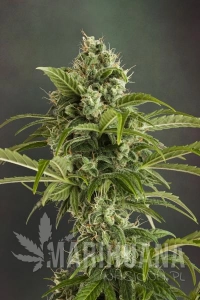 Auto Euforia - DUTCH PASSION