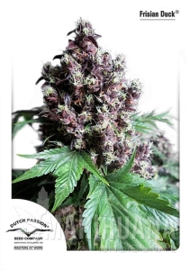 Frisian Duck - DUTCH PASSION