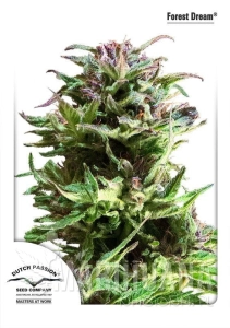 Forest Dream - DUTCH PASSION