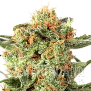 Orange Hill Special - DUTCH PASSION