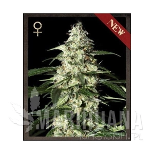Skunk Auto - STRAIN HUNTERS